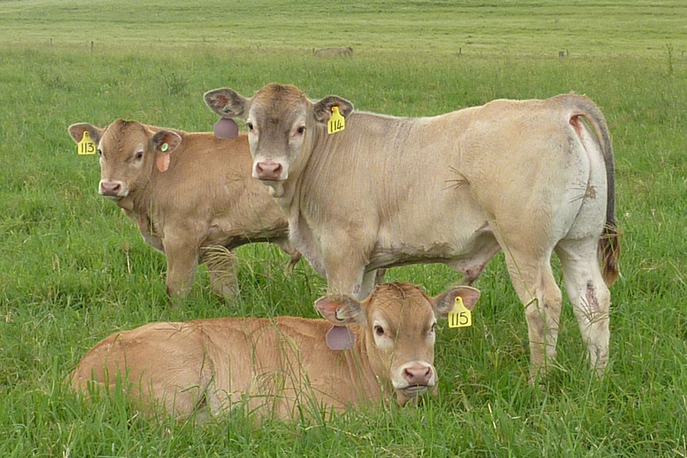 About Bazadais The Australian Bazadais Cattle Society