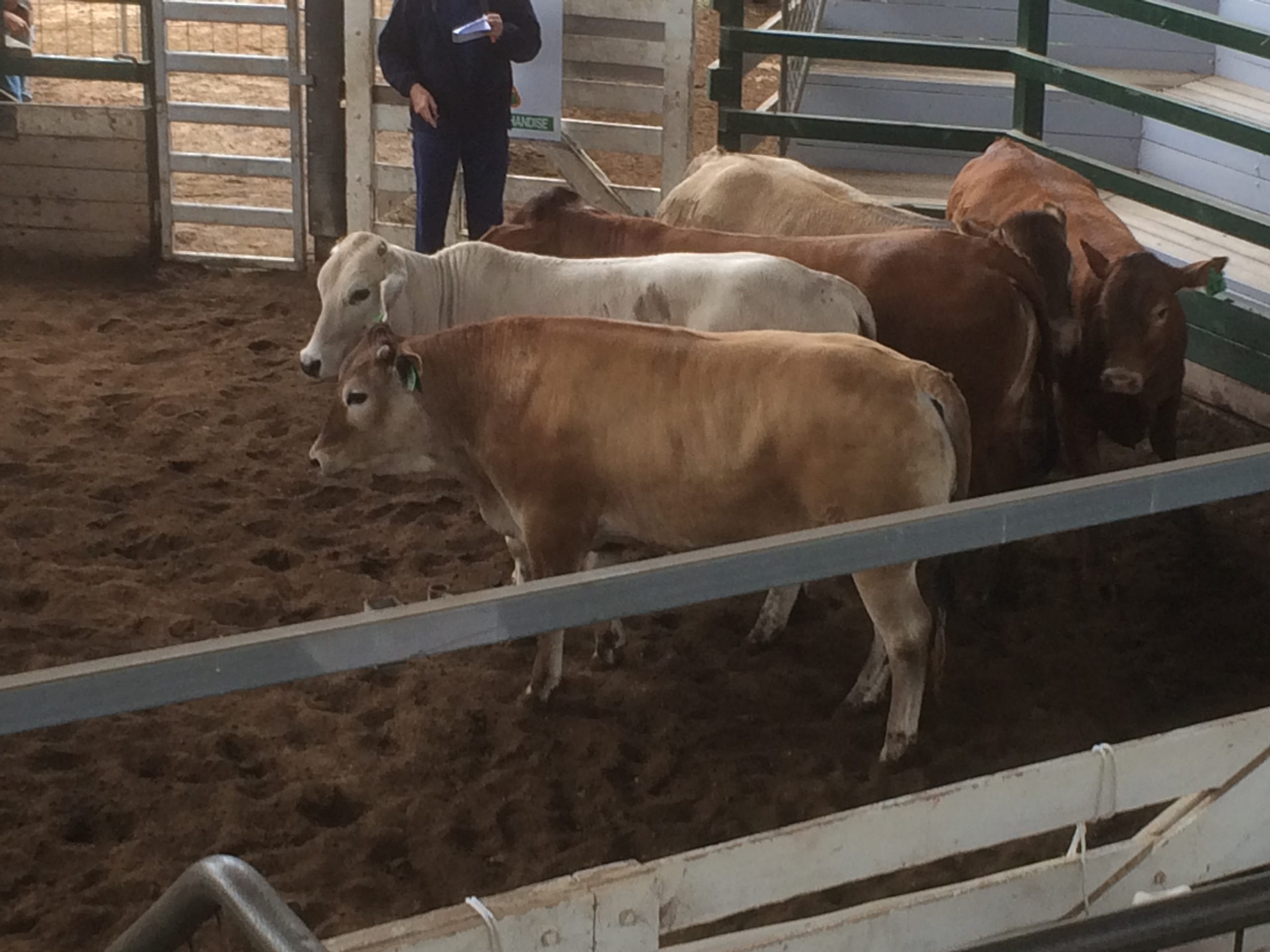 Gympie Classic Carcase Competition 2016 The Australian Bazadais Cattle Society