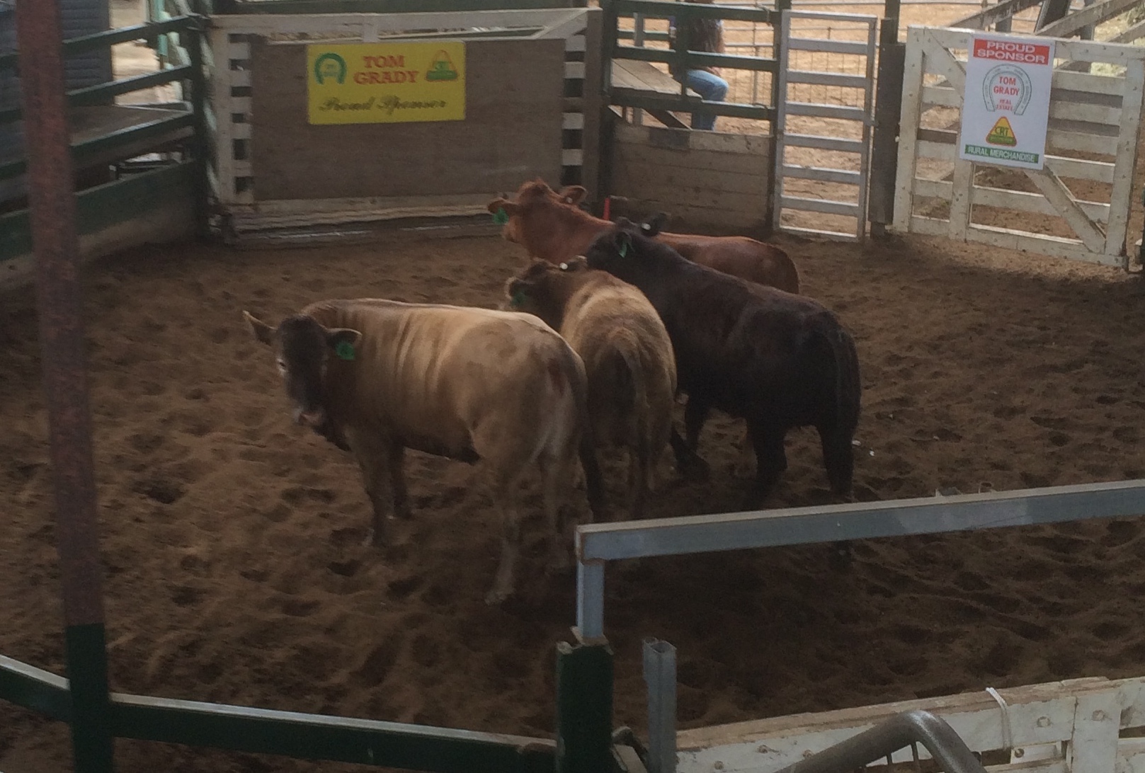 Gympie Classic Carcase Competition 2016 The Australian Bazadais Cattle Society